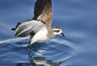 White faced storm petrel 103043.jpg